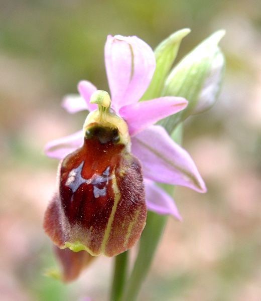 Ophrys crabronifera